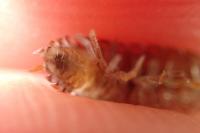 Porcellio gallicus