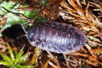 Oniscus asellus