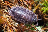 Oniscus asellus