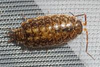 Philoscia affinis