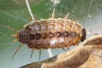 Philoscia muscorum
