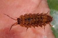 Porcellio monticola