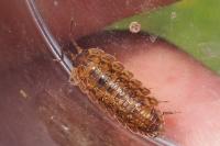Porcellio monticola