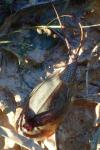 Triops cancriformis