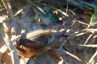 Triops cancriformis