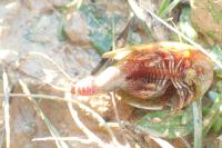Triops cancriformis