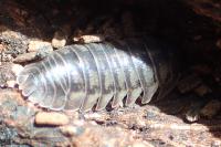 Armadillidium nasatum