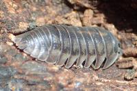 Armadillidium nasatum