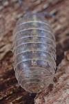Armadillidium vulgare