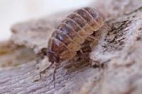 Armadillidium vulgare