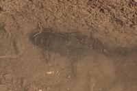 Procambarus clarkii