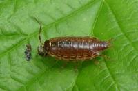 Philoscia muscorum