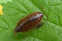 Philoscia muscorum
