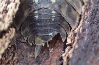 Oniscus asellus
