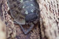 Oniscus asellus
