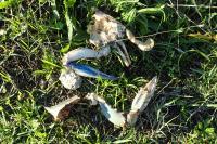 Callinectes sapidus