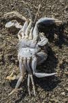 Liocarcinus depurator