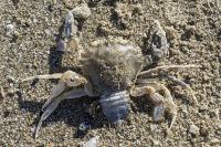 Liocarcinus depurator