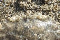 Liocarcinus depurator