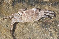 Pachygrapsus marmoratus