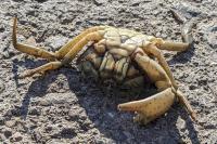 Carcinus aestuarii