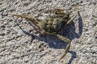 Carcinus aestuarii
