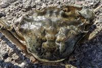 Carcinus aestuarii