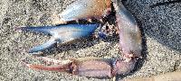 Callinectes sapidus