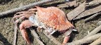 Callinectes sapidus