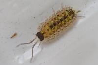 Porcellio spinicornis