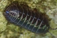 Armadillidium vulgare