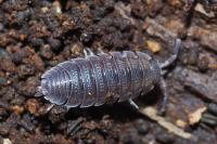 Porcellio scaber