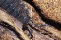 Porcellio scaber