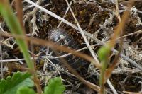 Armadillidium vulgare