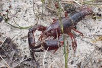 Procambarus clarkii