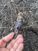 Procambarus clarkii
