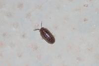 Armadillidium arcangelii
