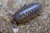 Armadillidium arcangelii