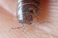 Armadillidium vulgare