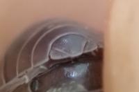 Armadillidium vulgare