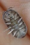 Armadillidium vulgare