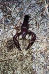 Procambarus clarkii