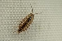 Philoscia affinis