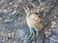 Carcinus maenas