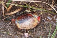 Procambarus clarkii