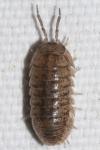 Armadillidium arcangelii