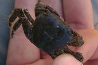 Hemigrapsus takanoi