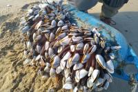 Lepas (Anatifa) anatifera