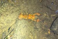 Pacifastacus leniusculus
