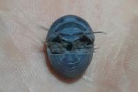 Armadillo officinalis